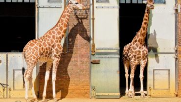 London Zoo: Entry Ticket – Recently Added Experiences