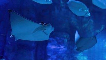 Marassi Aquarium & Underwater Zoo Tickets – Top-Rated Attractions