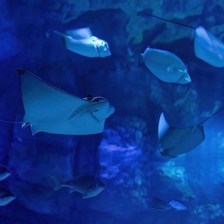 Marassi Aquarium & Underwater Zoo Tickets – Top-Rated Attractions