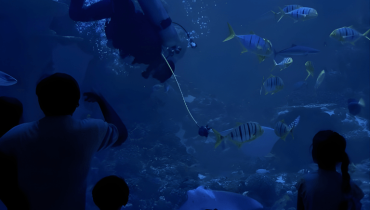 Oman Aquarium at Mall of Muscat – Experiences