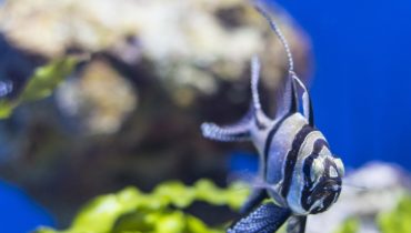 SEA LIFE Manchester Entry Ticket – Top-Rated Attractions