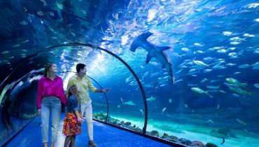 The National Aquarium Abu Dhabi – Experiences