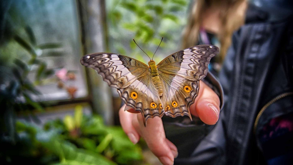 Butterfly Garden - Must-see attractions Butterfly Garden - Must-see attractions OmanMegaDeals.com