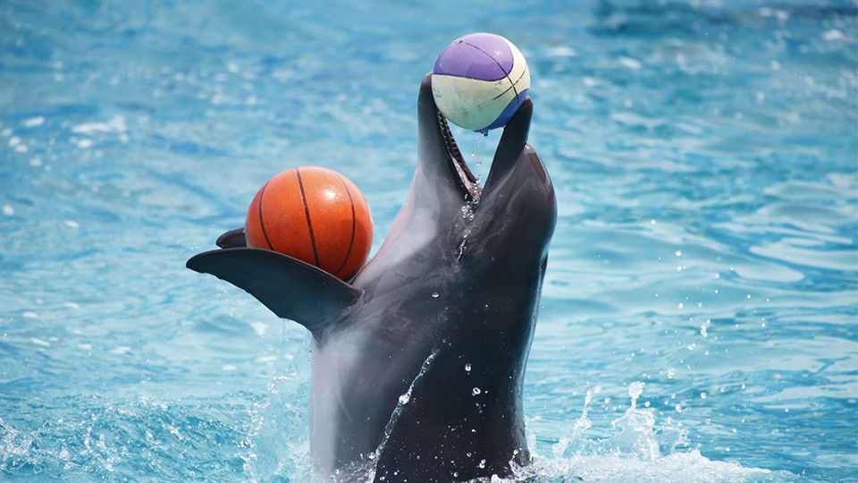 dolphinarium - Must-see attractions dolphinarium - Must-see attractions OmanMegaDeals.com