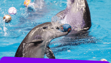 dolphinarium – Must-see attractions