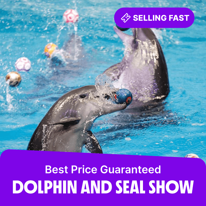 dolphinarium – Must-see attractions