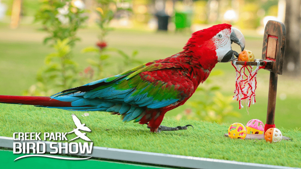 Exotic Bird Show - Dubai Dolphinarium - Dubai Dolphinarium Exotic Bird Show - Dubai Dolphinarium - Dubai Dolphinarium OmanMegaDeals.com