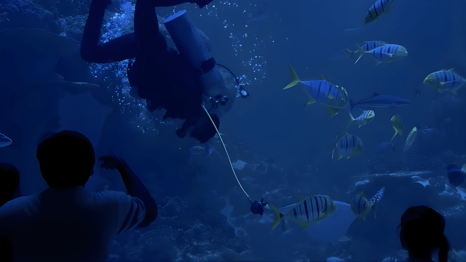 Oman Aquarium at Mall of Muscat - Experiences Oman Aquarium at Mall of Muscat - Experiences OmanMegaDeals.com