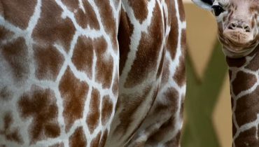 ARTIS Amsterdam Royal Zoo: Entry Ticket – Experiences