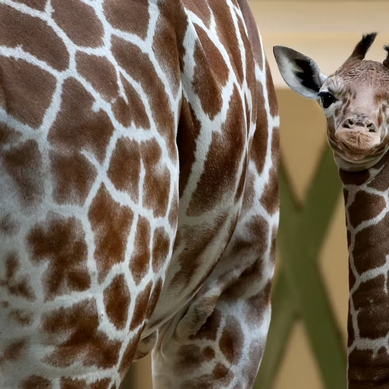 ARTIS Amsterdam Royal Zoo: Entry Ticket – Experiences