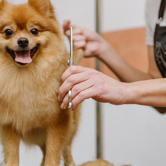 Basic Tidy Up & Full Royal Grooming For Dogs & Cats PETS Shop Online at Special Price from Oman Mega Deals