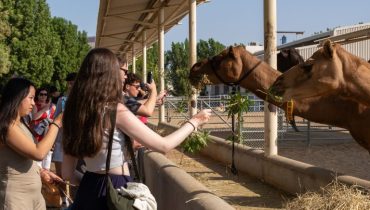 Camelicious – Camel Farm & Factory Tour with Camel Product Tasting – Must-see attractions