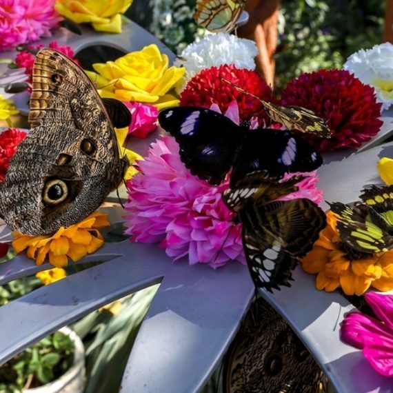 Discover Dubai Butterfly Garden: Entry For 1, 2, Or 4 Adults WATER SPORTS Shop Online at Special Price from Oman Mega Deals