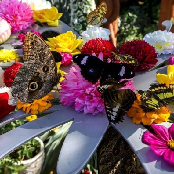 Dubai Butterfly Garden & Miracle Garden Pass For One, Two Or Four WATER SPORTS Shop Online at Special Price from Oman Mega Deals