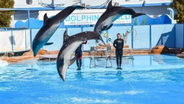 Hurghada: Dolphin World Show with Walruses and Pickup – Dolphin Experience