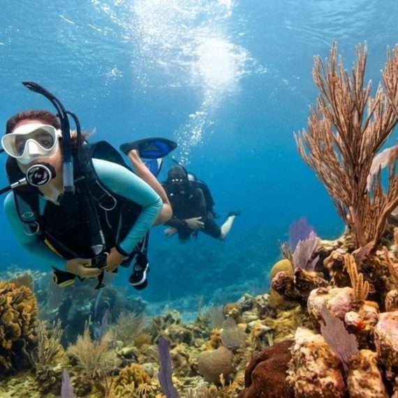 Shore Dive To Snoopy Islands Thriving Reef In Fujairah Marine Park WATER SPORTS Shop Online at Special Price from Oman Mega Deals