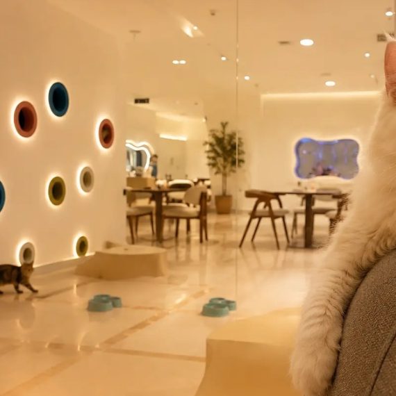 Buy 2-hr Build & Play Or Cats Cuddle Zone For 1 Person Or 1 Adult & Child Now at Special Price in OmanMegaDeals.com 2-hr Build & Play Or Cats Cuddle Zone For 1 Person Or 1 Adult & Child EXPERIENCES Shop Online at Special Price from Oman Mega Deals