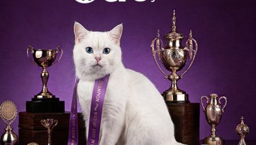 Cat Show in Riyadh – Exhibitions