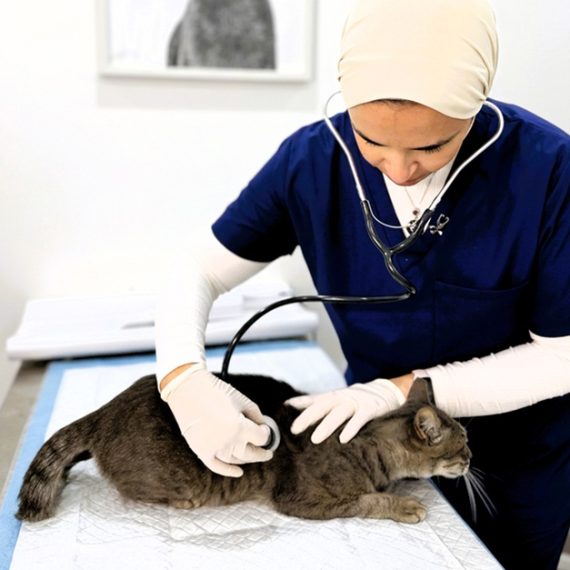 Comprehensive Vet Care: Vaccinations, Surgeries, X-rays For Pets PETS Shop Online at Special Price from Oman Mega Deals