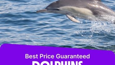 Dolphins Watching – Sightseeing and Tours
