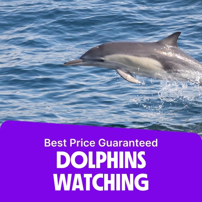 Dolphins Watching – Sightseeing and Tours