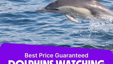 Dolphins Watching & Snorkeling – Sightseeing and Tours