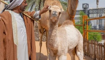 Emirati Hospitality Experience (Breakfast) – Sightseeing and Tours