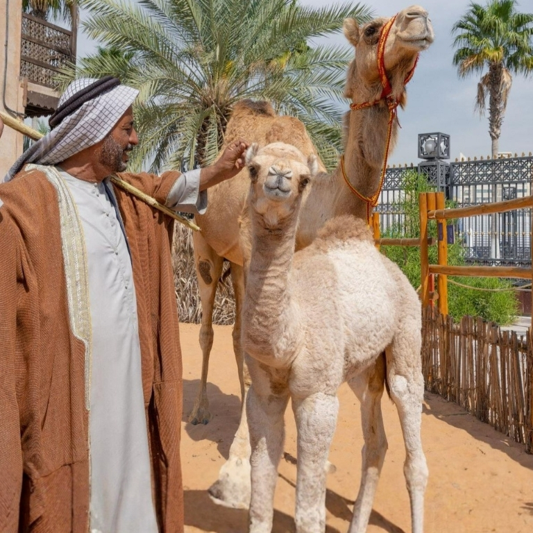 Emirati Hospitality Experience (Breakfast) – Sightseeing and Tours