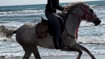 Horse Riding at Shahaniya – Qool Qatar – Must-see attractions