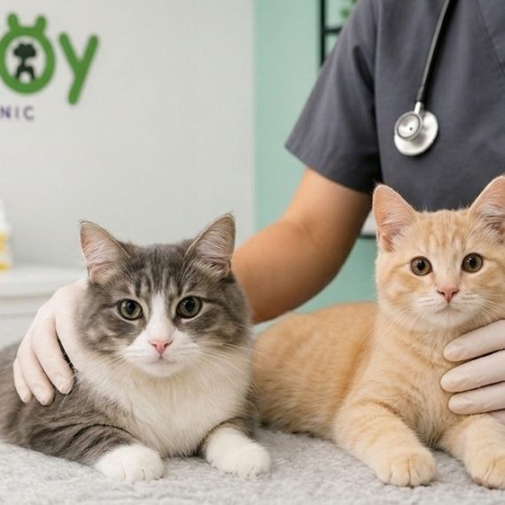 Pet Health Check-ups With Vaccination, Deworming Or Anti-flea PETS Shop Online at Special Price from Oman Mega Deals