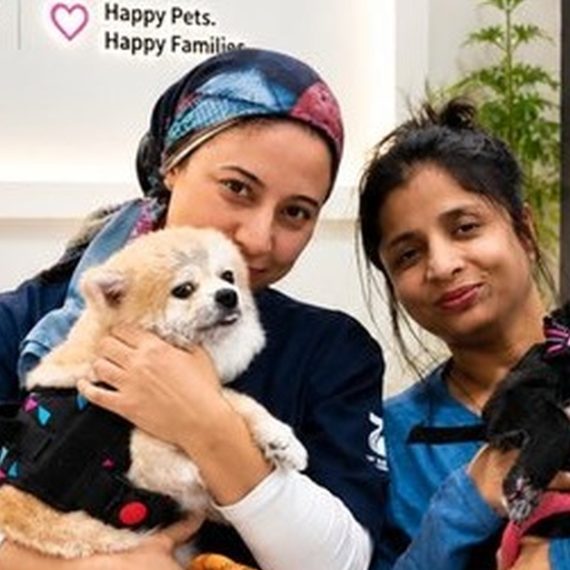 Professional Pet Styling And Comprehensive Hygiene Sessions PETS Shop Online at Special Price from Oman Mega Deals