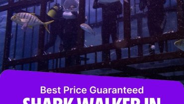 Shark Walker in Dubai Aquarium – Recently Added Experiences