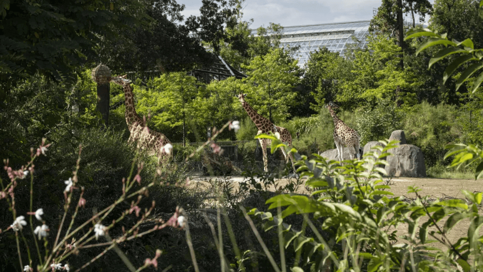 Paris Zoological Park: Entry Ticket - Experiences Paris Zoological Park: Entry Ticket - Experiences OmanMegaDeals.com