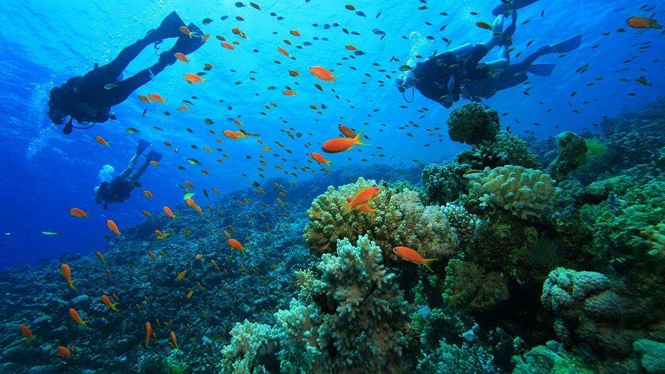 Scuba Diving at Sealine - Qool Qatar - Must-see attractions Scuba Diving at Sealine - Qool Qatar - Must-see attractions OmanMegaDeals.com