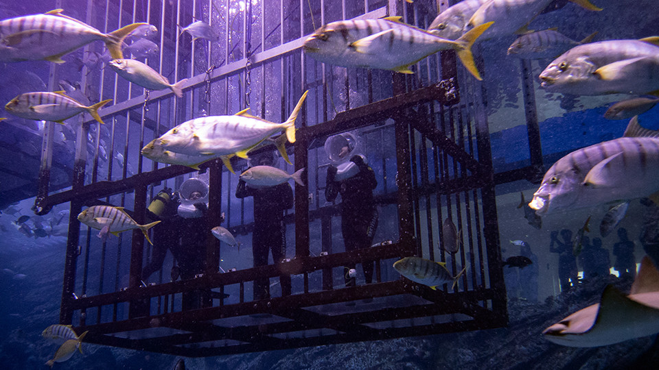 Shark Walker in Dubai Aquarium - Recently Added Experiences Shark Walker in Dubai Aquarium - Recently Added Experiences OmanMegaDeals.com