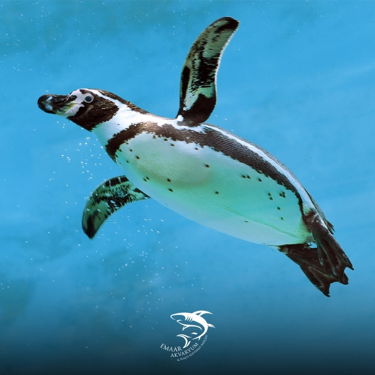 Emaar Square Aquarium World – Experiences